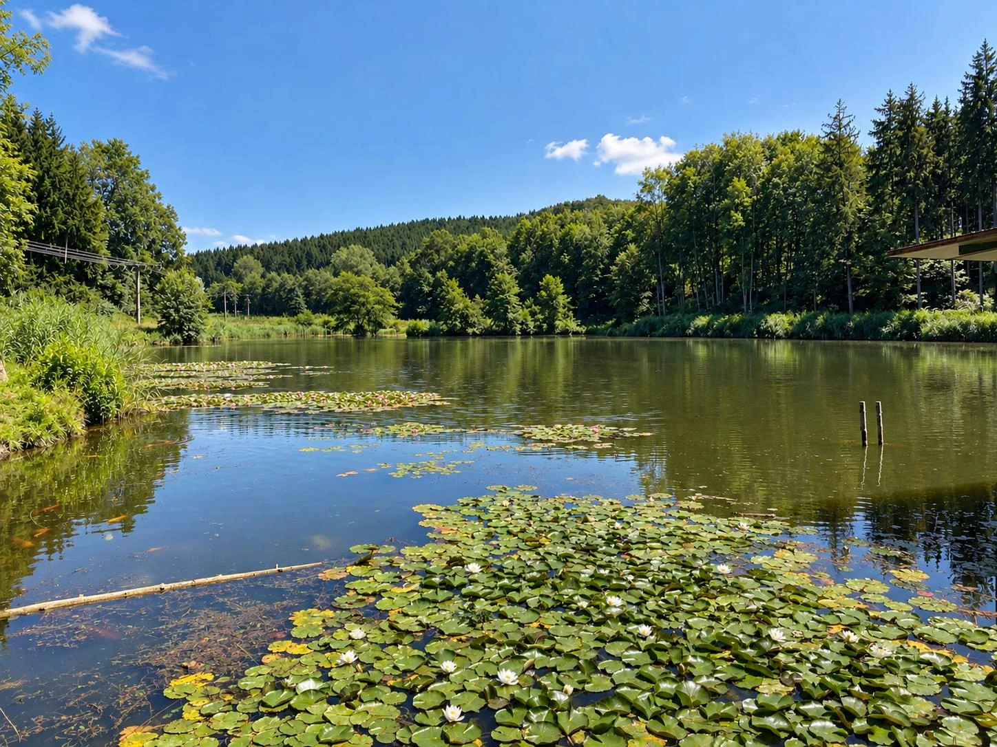 Großer Naturweiher mit Seerosen und bewaldeten Ufern auf der Koifarm Krumbach