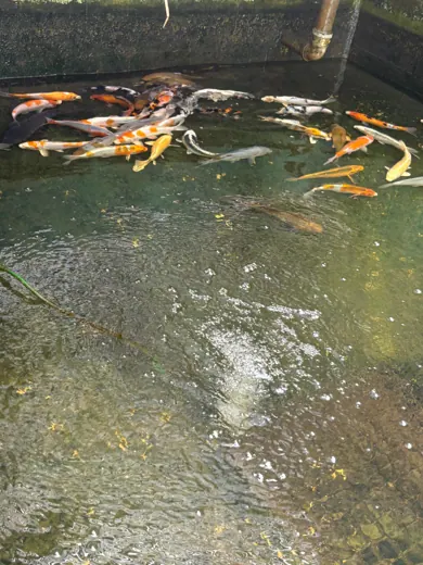 Koi mit unterschiedlichen Farben und Zeichnungen