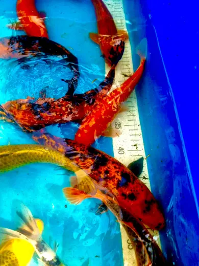 Koi mit unterschiedlichen Farben und Zeichnungen