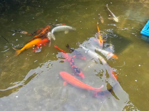 Koi mit unterschiedlichen Farben und Zeichnungen