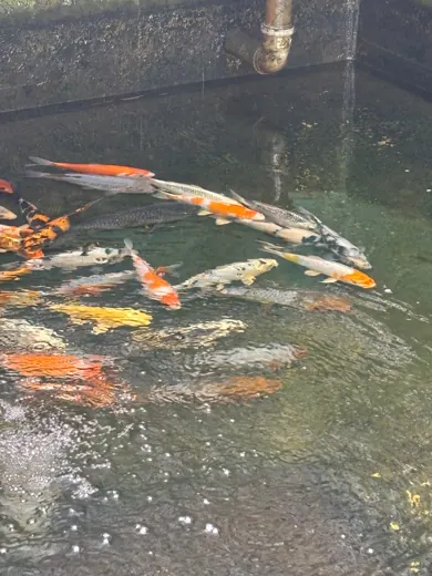 Koi mit unterschiedlichen Farben und Zeichnungen