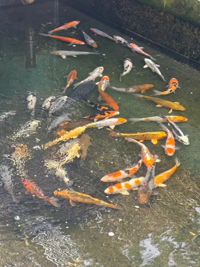 Koi mit unterschiedlichen Farben und Zeichnungen