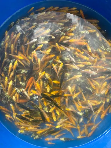 Koi mit unterschiedlichen Farben und Zeichnungen