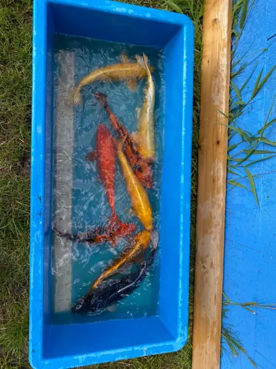 Koi mit unterschiedlichen Farben und Zeichnungen