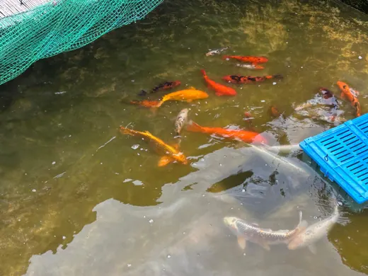 Koi mit unterschiedlichen Farben und Zeichnungen