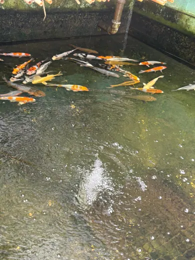 Koi mit unterschiedlichen Farben und Zeichnungen