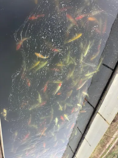 Koi mit unterschiedlichen Farben und Zeichnungen