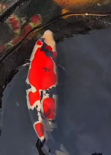 Koi mit roten und schwarzen Zeichnungen von oben