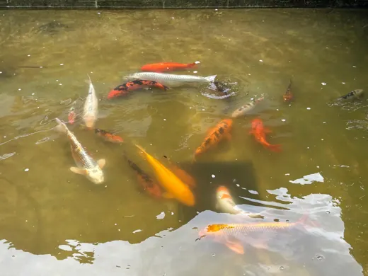 Koi mit unterschiedlichen Farben und Zeichnungen