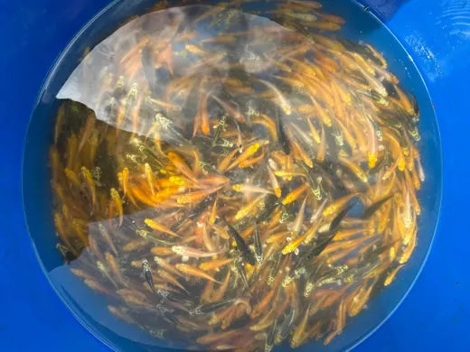 Koi mit unterschiedlichen Farben und Zeichnungen