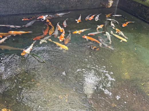 Koi mit unterschiedlichen Farben und Zeichnungen