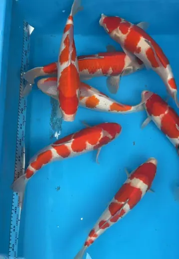 Koi mit unterschiedlichen Farben und Zeichnungen