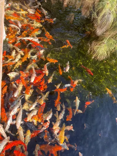 Koi mit unterschiedlichen Farben und Zeichnungen