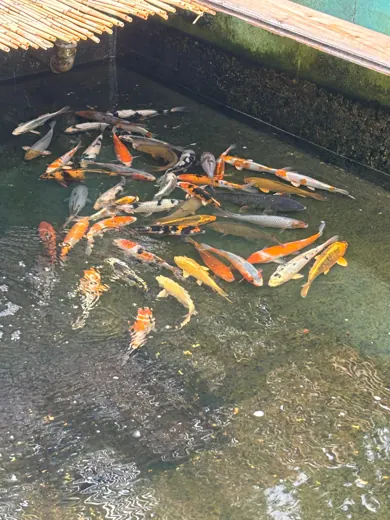 Koi mit unterschiedlichen Farben und Zeichnungen