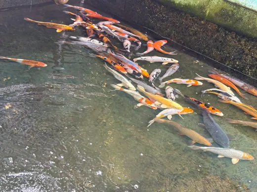 Koi mit unterschiedlichen Farben und Zeichnungen
