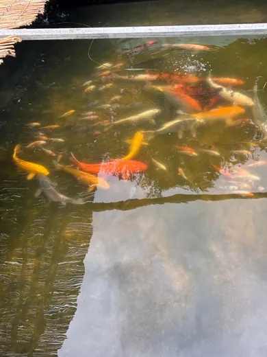 Koi mit unterschiedlichen Farben und Zeichnungen