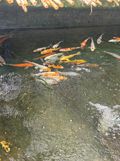 Koi mit unterschiedlichen Farben und Zeichnungen