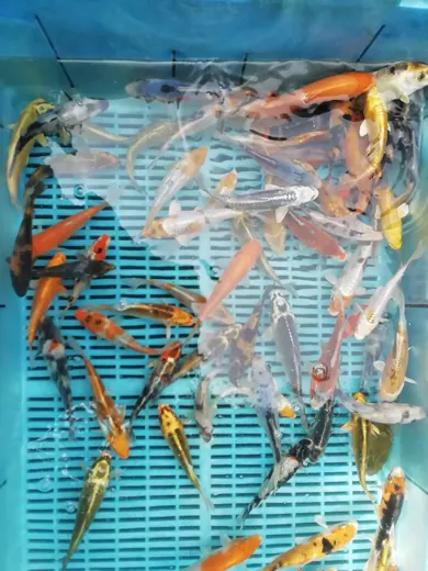 Koi mit unterschiedlichen Farben und Zeichnungen