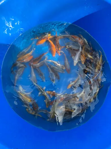 Koi mit unterschiedlichen Farben und Zeichnungen