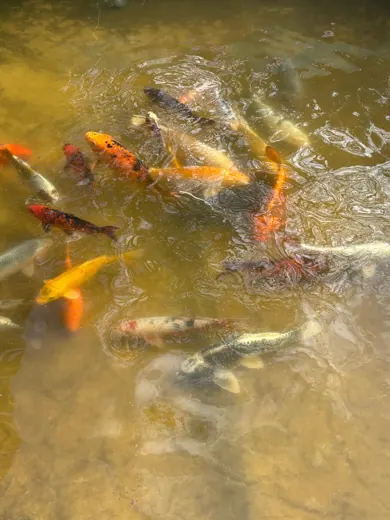 Koi mit unterschiedlichen Farben und Zeichnungen