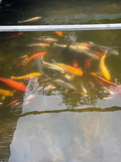 Koi mit unterschiedlichen Farben und Zeichnungen