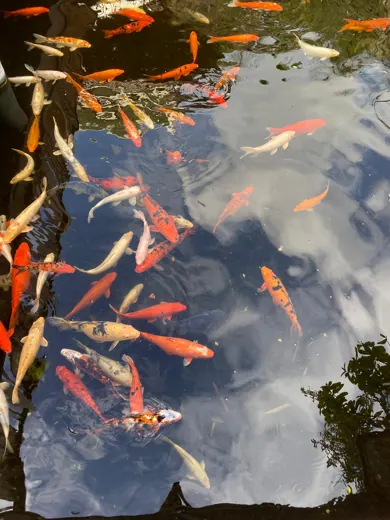 Koi mit unterschiedlichen Farben und Zeichnungen