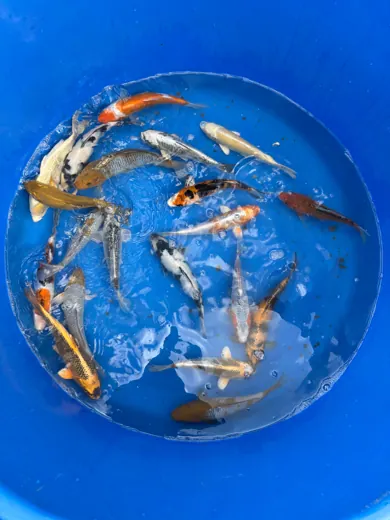 Koi mit unterschiedlichen Farben und Zeichnungen