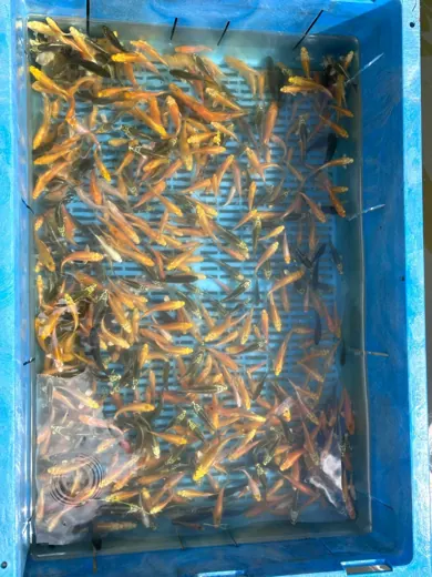 Koi mit unterschiedlichen Farben und Zeichnungen