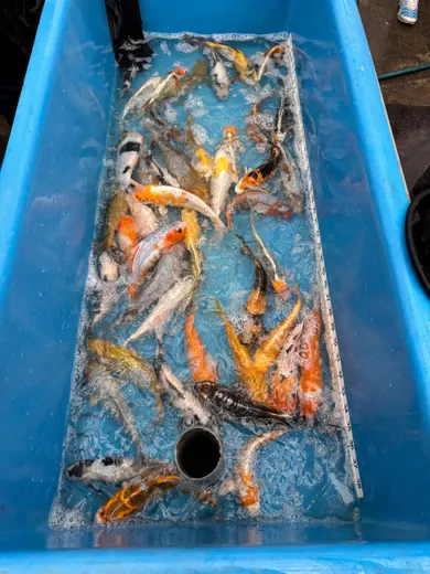 Koi mit unterschiedlichen Farben und Zeichnungen