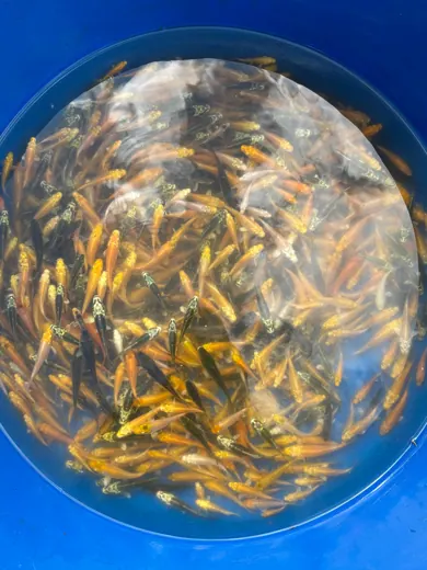 Koi mit unterschiedlichen Farben und Zeichnungen