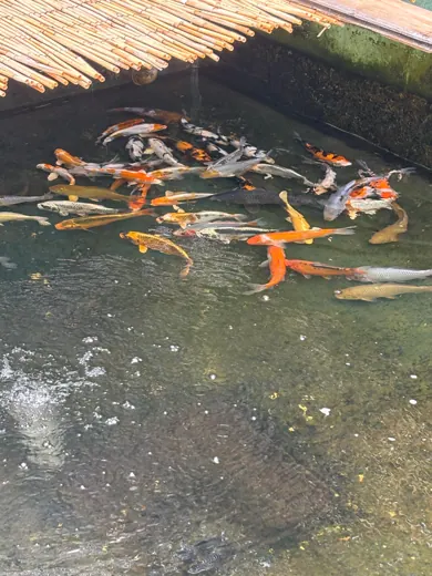 Koi mit unterschiedlichen Farben und Zeichnungen