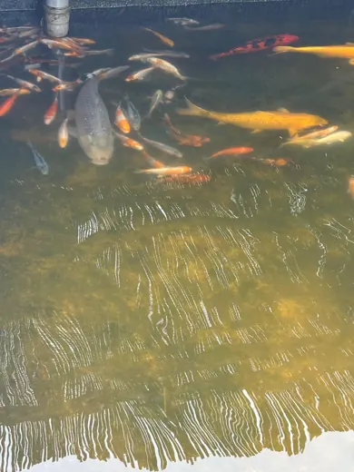 Koi mit unterschiedlichen Farben und Zeichnungen