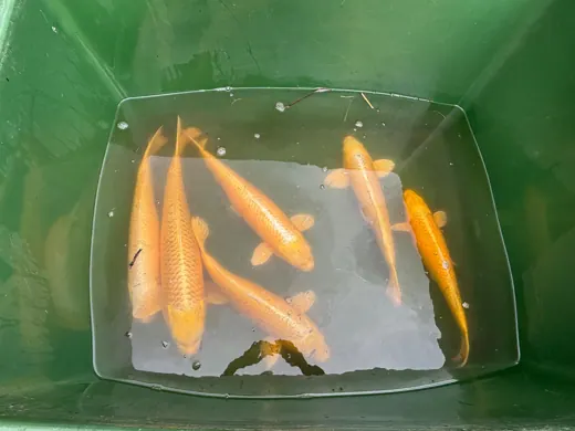 Koi mit unterschiedlichen Farben und Zeichnungen