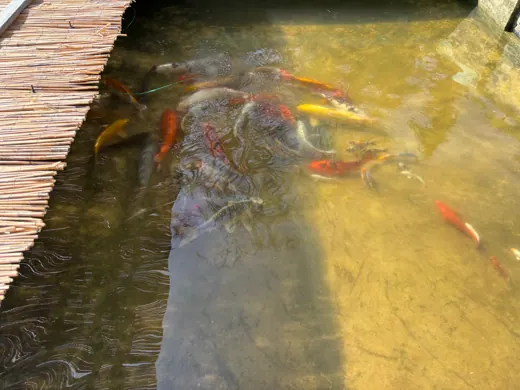Koi mit unterschiedlichen Farben und Zeichnungen