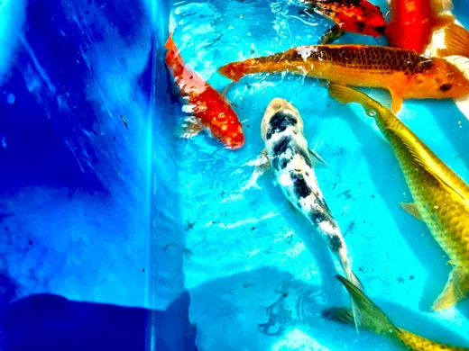 Koi mit unterschiedlichen Farben und Zeichnungen