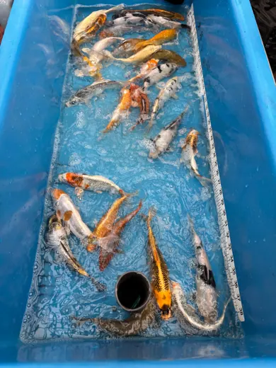 Koi mit unterschiedlichen Farben und Zeichnungen