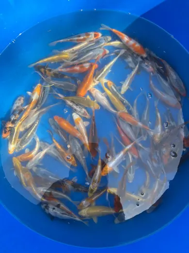 Koi mit unterschiedlichen Farben und Zeichnungen