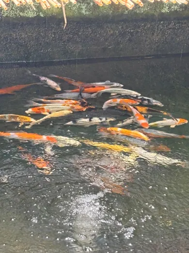 Koi mit unterschiedlichen Farben und Zeichnungen