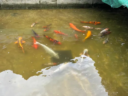 Koi mit unterschiedlichen Farben und Zeichnungen