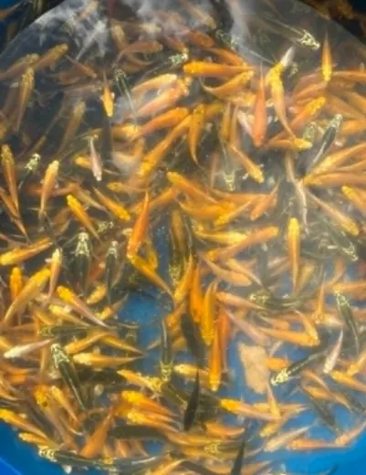 Koi mit unterschiedlichen Farben und Zeichnungen