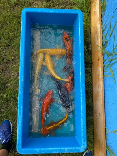 Koi mit unterschiedlichen Farben und Zeichnungen