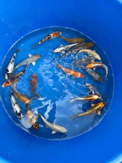 Koi mit unterschiedlichen Farben und Zeichnungen