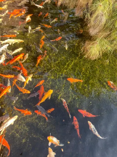 Koi mit unterschiedlichen Farben und Zeichnungen