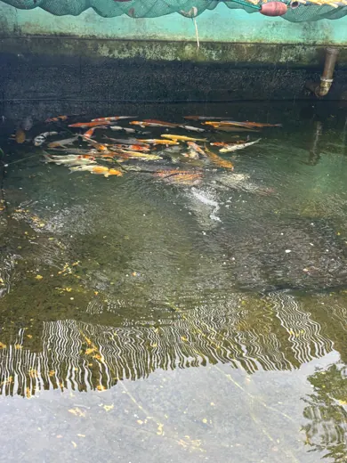 Koi mit unterschiedlichen Farben und Zeichnungen