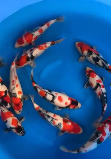 Koi mit unterschiedlichen Farben und Zeichnungen