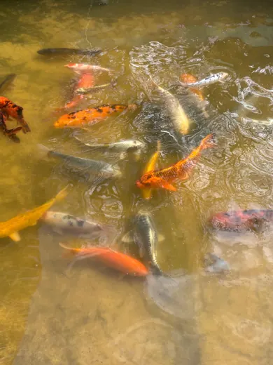 Koi mit unterschiedlichen Farben und Zeichnungen