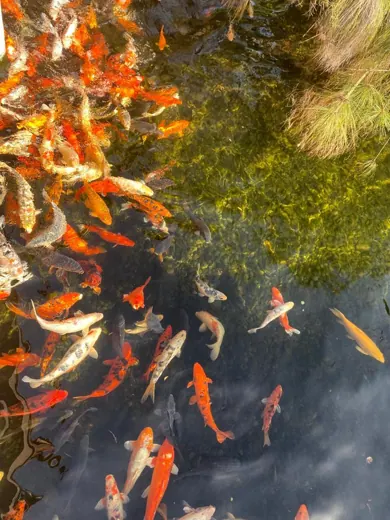 Koi mit unterschiedlichen Farben und Zeichnungen