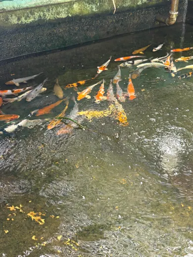 Koi mit unterschiedlichen Farben und Zeichnungen