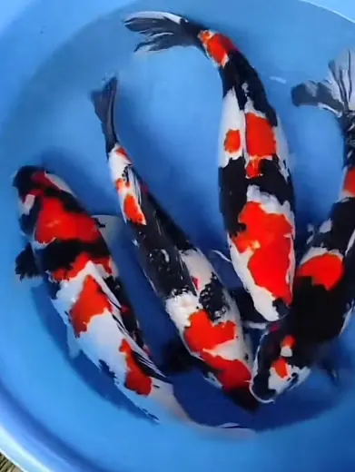 Koi mit unterschiedlichen Farben und Zeichnungen