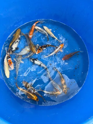 Koi mit unterschiedlichen Farben und Zeichnungen